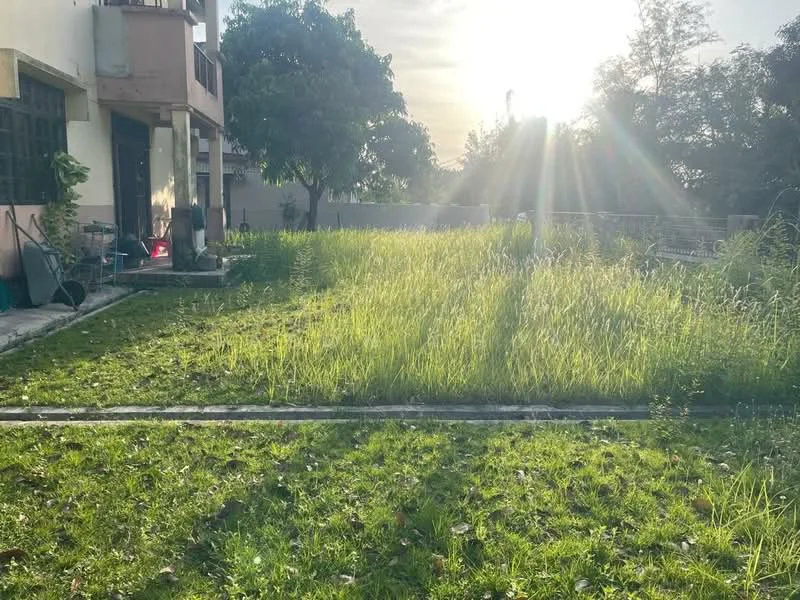 Exterior features: overgrown grass, mature trees, sunlight filtering through trees, concrete pathway, fenced perimeter, adjacent building visible.