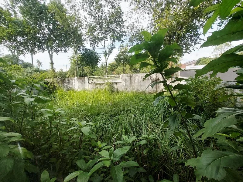 Exterior type: landscape garden; features: overgrown grass, dense foliage, tall trees, concrete wall, fence, clear sky, natural landscaping; style: natural.