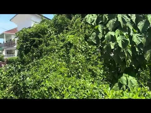 Exterior features: lush greenery, dense foliage, climbing vines, large leafy plants, surrounding residential buildings; style: tropical.