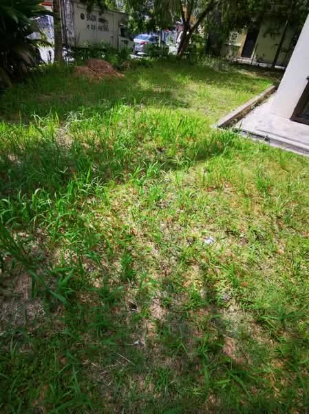 Exterior type: landscape garden; features: lush green grass, overgrown vegetation, trees in the background, dirt patches, natural landscaping; style: natural.