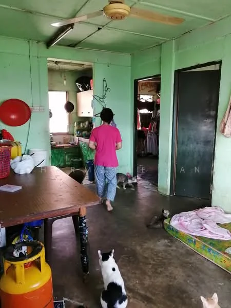 Room features: green painted walls, concrete flooring, ceiling fan, wooden dining table, gas cylinder, kitchen area visible, cats on the floor, laundry area visible, open layout.