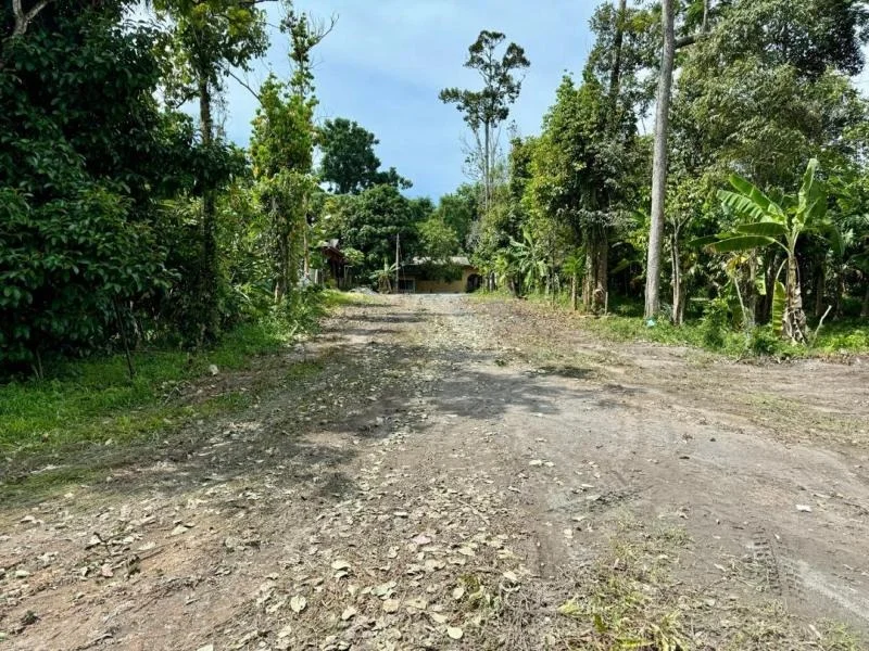 Exterior features: dirt road, surrounded by greenery, tall trees, tropical landscaping, overgrown vegetation, open space; style: natural.