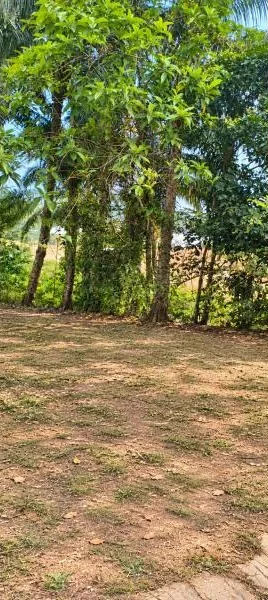 Exterior type: landscape garden; features: bare earth ground, scattered grass patches, mature trees, tropical landscaping, dense green foliage, palm trees, open garden clearing, sunlit outdoor area, natural vegetation, sloping ground; style: tropical-modern.