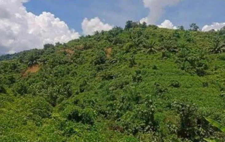 Exterior features: lush greenery, hillside terrain, tropical vegetation, palm trees, dense foliage, cloudy blue sky; style: tropical.