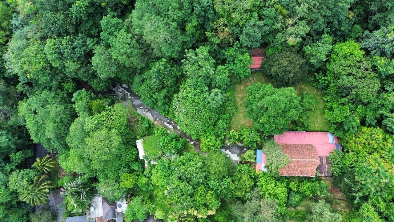 Exterior features: lush greenery, dense tree cover, red-tiled roofs, natural stream, landscaped garden areas, surrounding vegetation, pathway through foliage; style: tropical-modern.