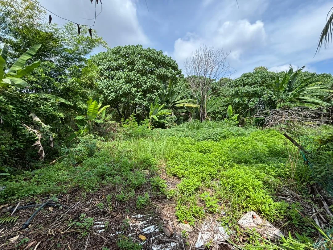 Exterior type: land; features: lush greenery, tall trees, overgrown grass, bushes, various plants, natural landscape, sunny sky, scattered debris; style: natural.