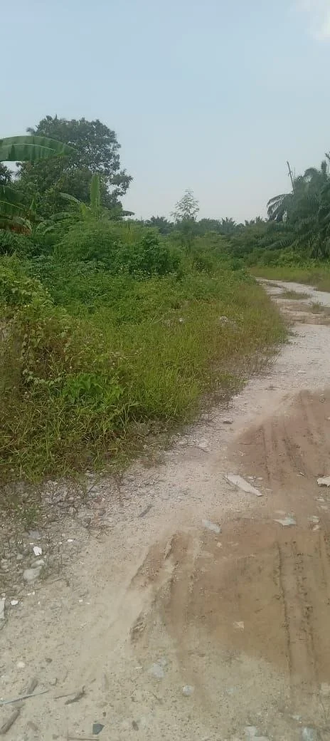 Exterior features: overgrown vegetation, dirt pathway, surrounding trees, open land, grassy area, scattered rocks; style: natural.