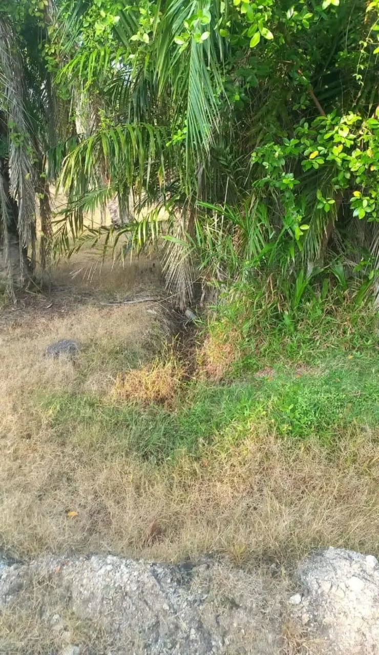 Exterior features: tall palm trees, lush greenery, dry grass, dirt pathway, natural landscape; style: natural.