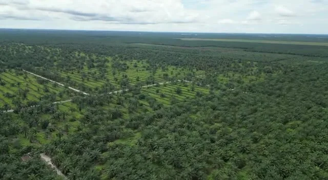 Exterior features: vast palm oil plantation, lush greenery, dirt roads, sprawling landscape, open fields, tree-lined pathways; style: natural.